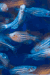Zebra fish